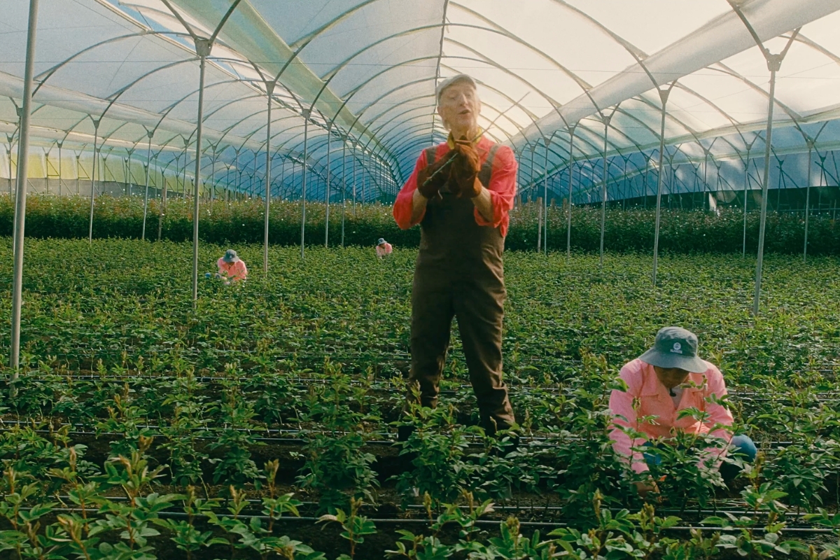 Harvest process of roses