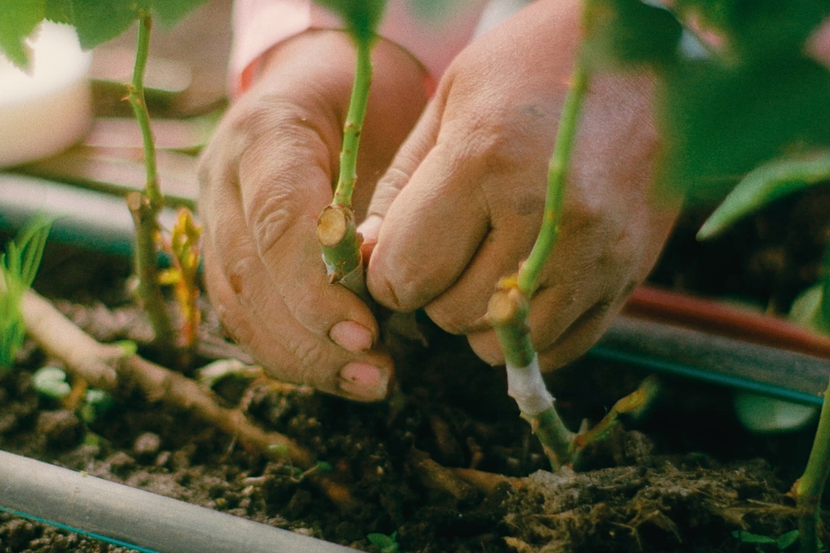 Grafting process of roses at Sunrite