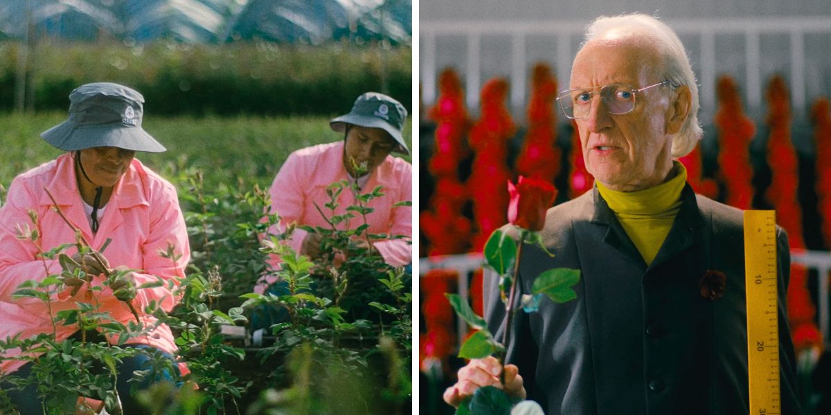 Harveset and classification processes