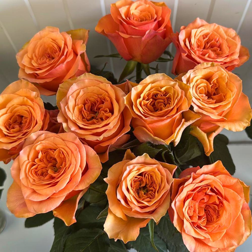 Florapura
