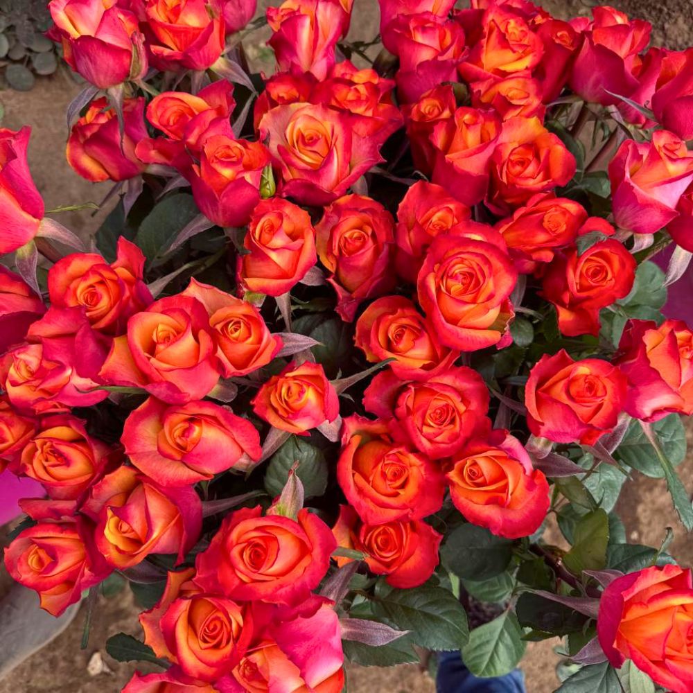 Florapura