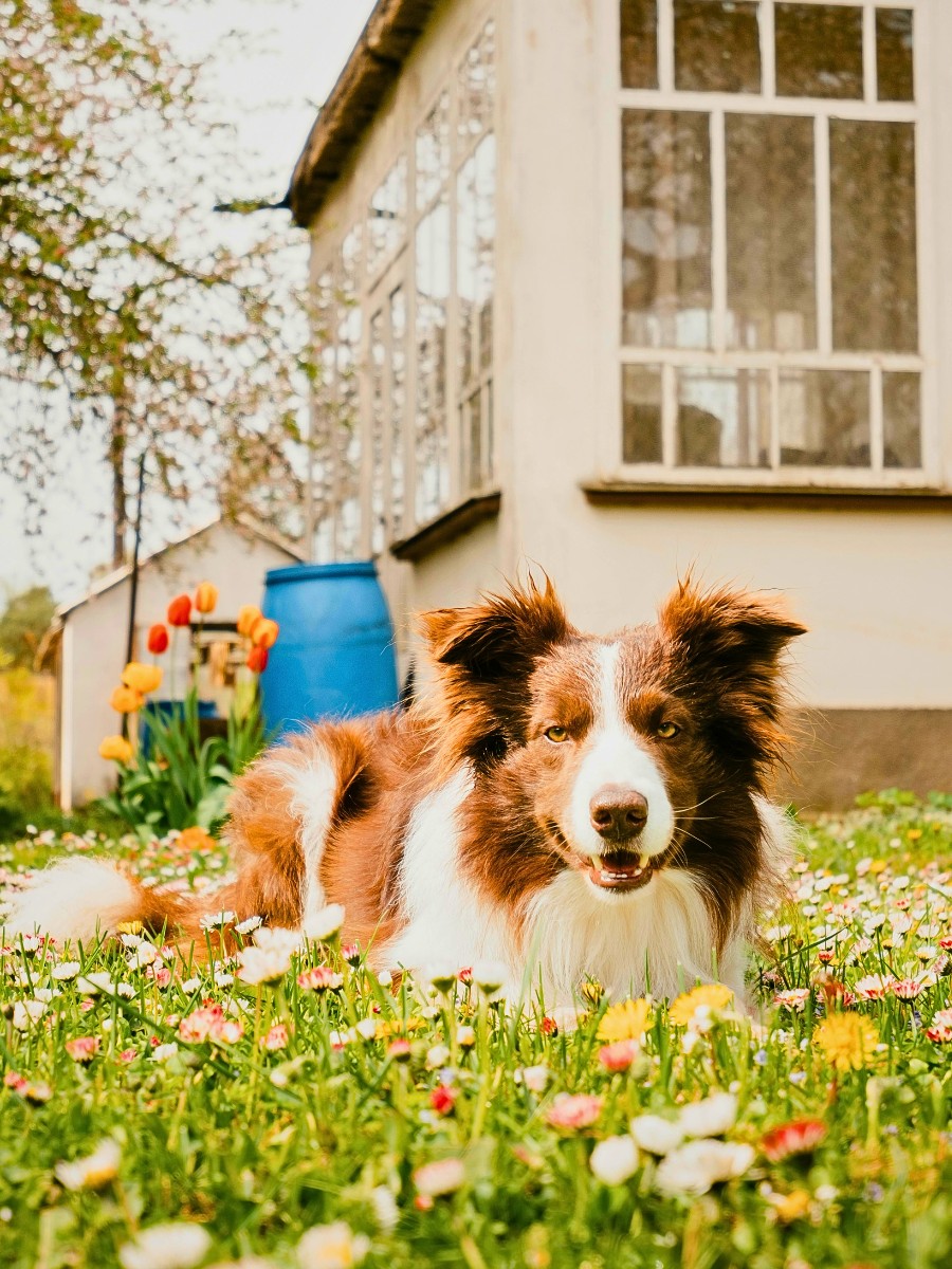 Which low maintenance outdoor plants are safe for both cats and dogs?