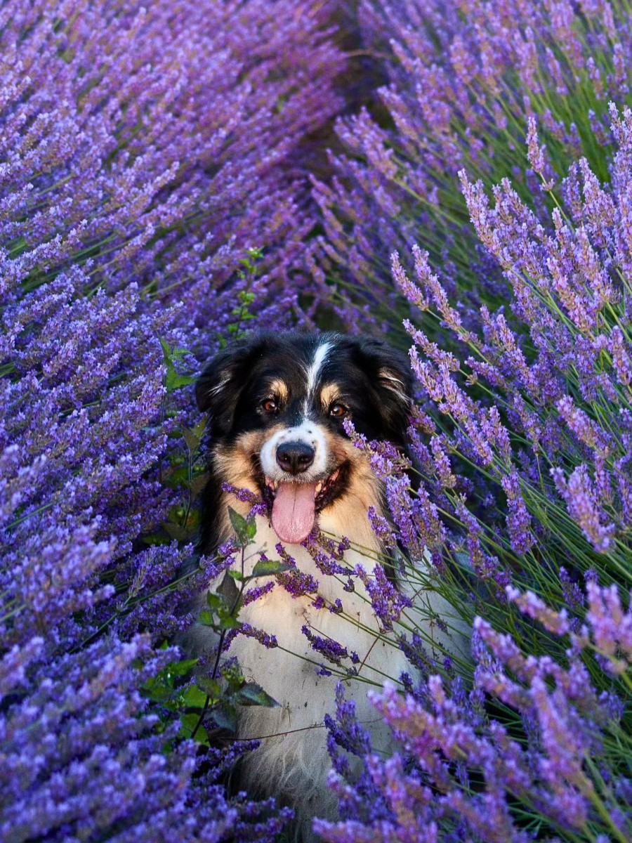 Are there low maintenance outdoor plants safe for dogs that also deter fleas and ticks naturally?