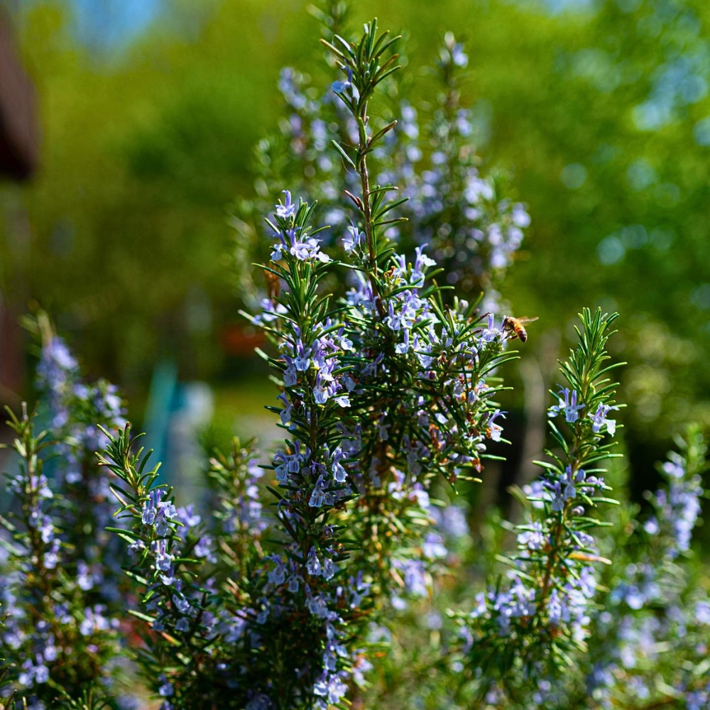 Are there low maintenance outdoor plants safe for dogs that provide privacy screening or structure?