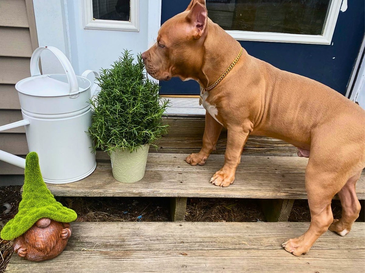 What are the best low maintenance outdoor plants safe for dogs to have in a backyard?