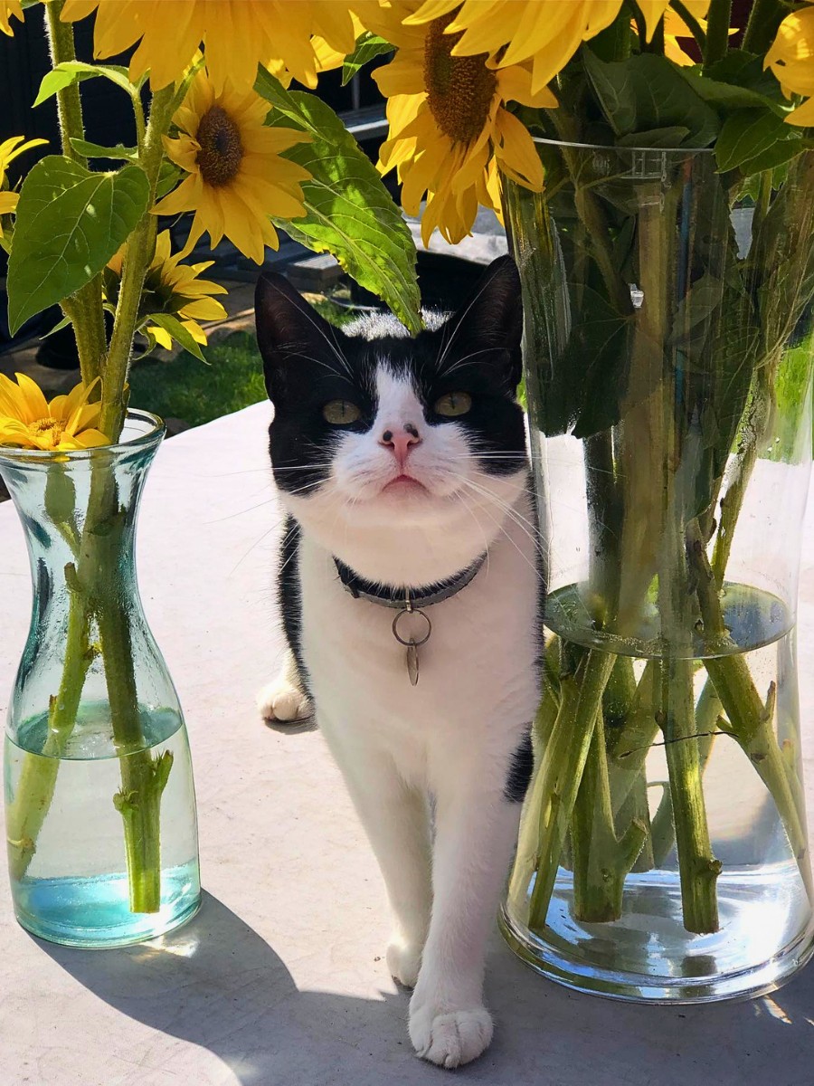 Are there low maintenance outdoor plants safe for dogs that provide privacy screening or structure?