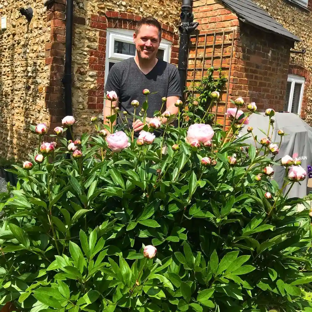 Everything About Peonies Flowers - Thursd Article Featured Image