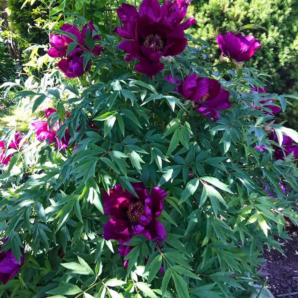 Treepeony Shrub Blooming