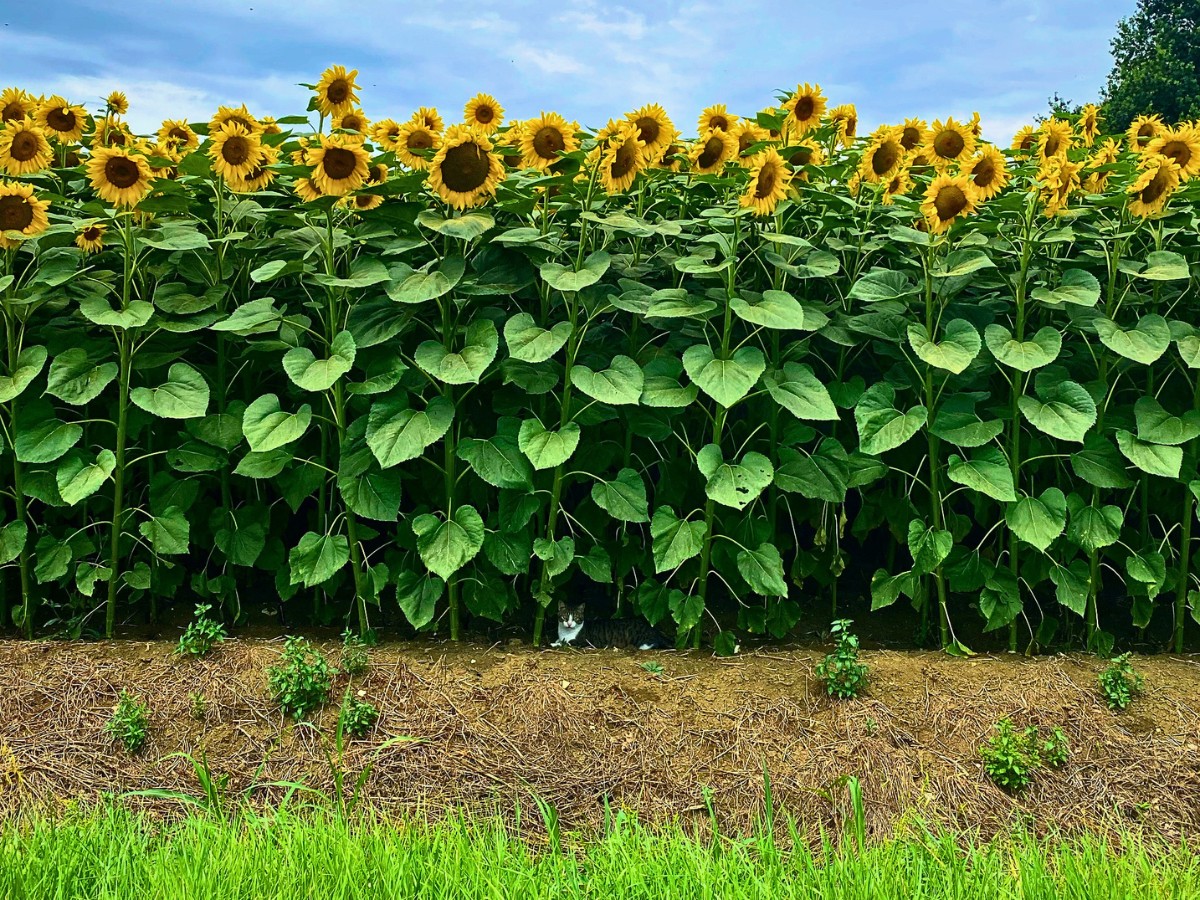 Which Are the Low Maintenance Outdoor Plants Safe for Cats and Dogs?