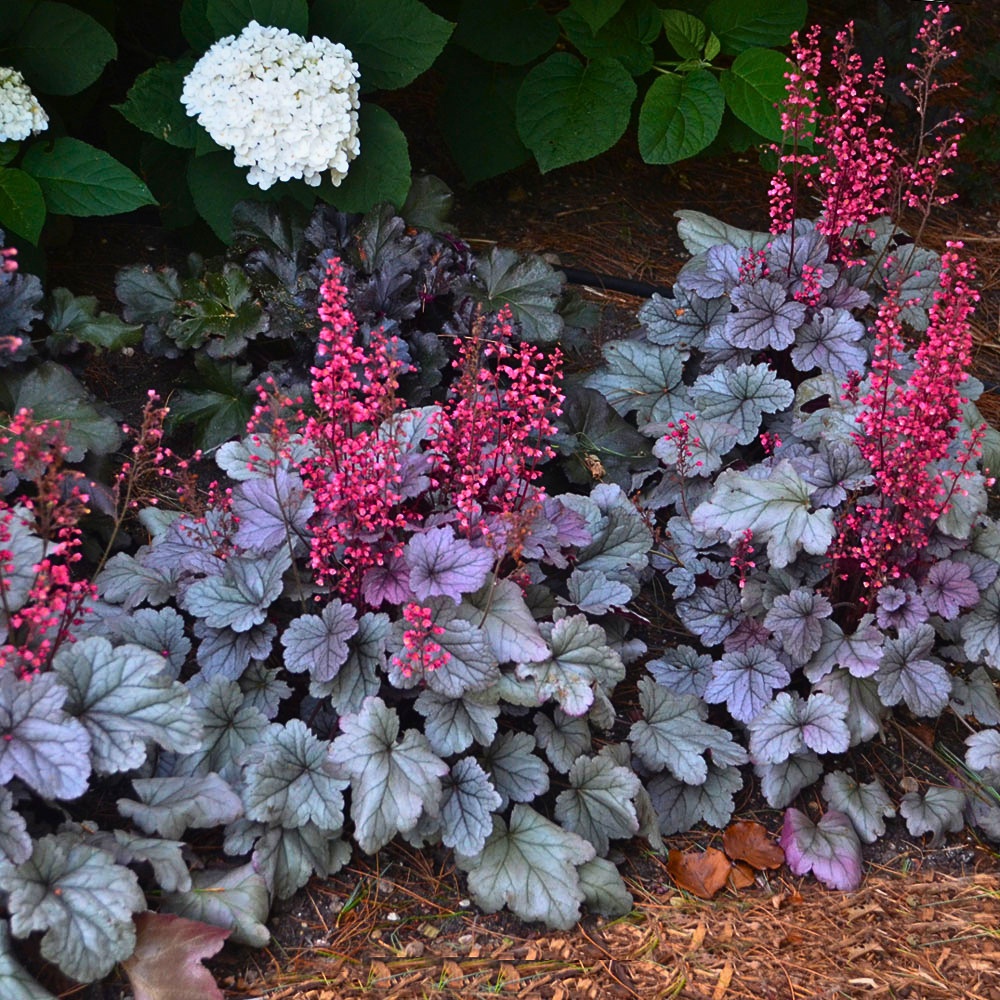 Which Are the Low Maintenance Outdoor Plants Safe for Cats and Dogs?