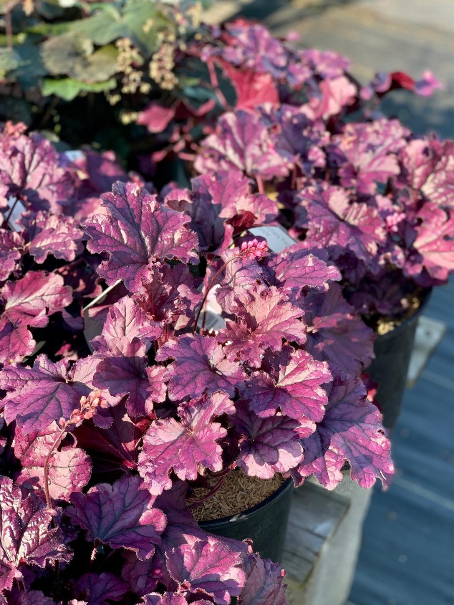 Are there low maintenance outdoor perennial plants safe for dogs that come back every year?