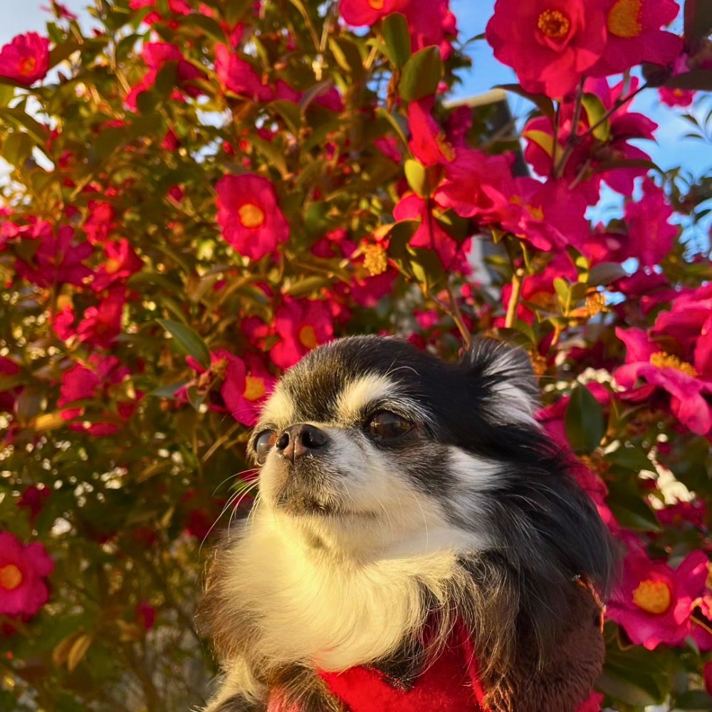 Low-Maintenance Outdoor Plants Safe for Dogs and Cats