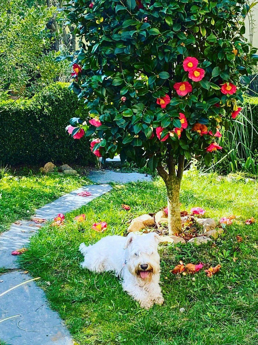 Low-Maintenance Outdoor Plants Safe for Dogs and Cats