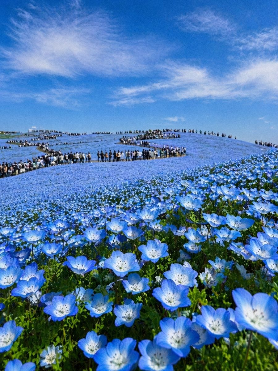 Nemophila Hill in Full Bloom at Hirachi Seaside Park Japan