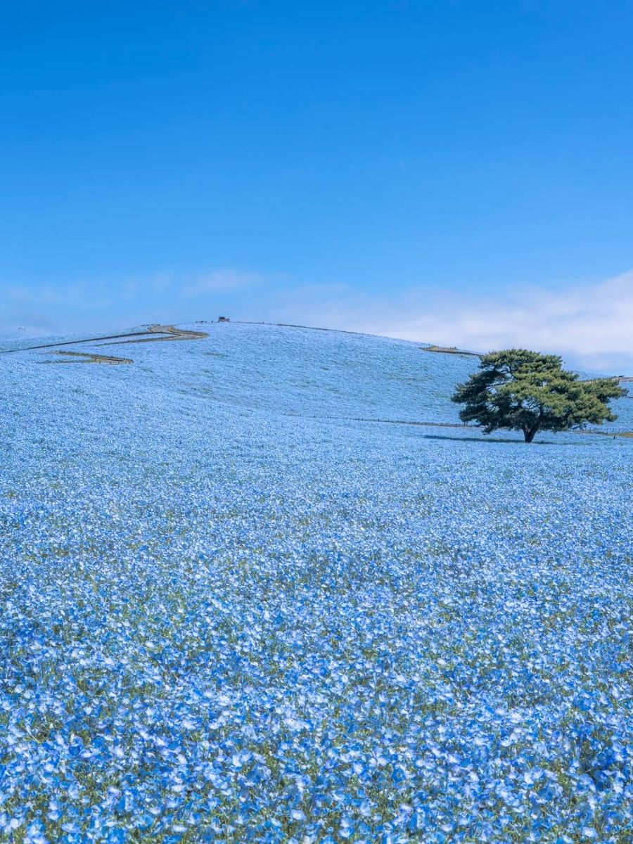 Nemophila Now in Bloom at Hitachi Seaside Park Japan