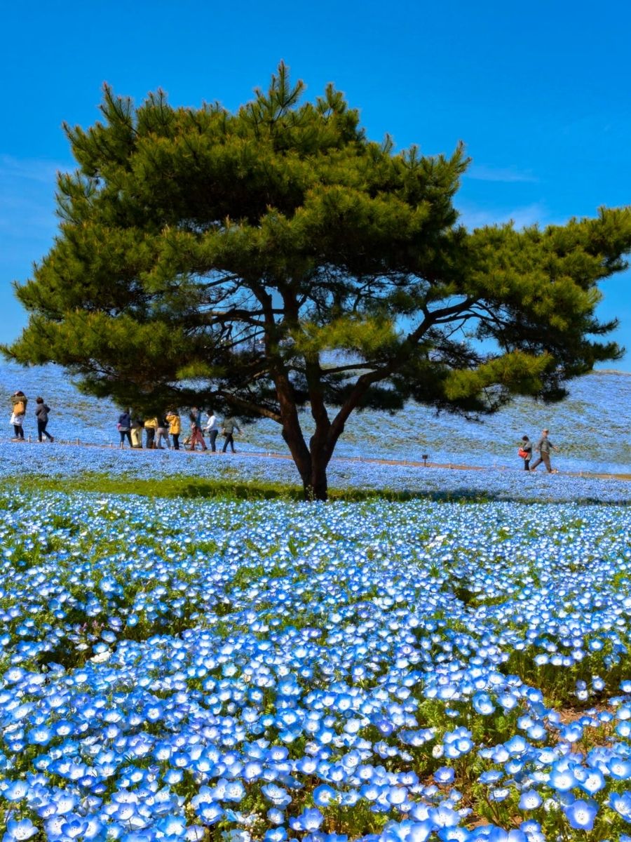 Nemophila Now in Bloom at Hirachi Seaside Park Japan