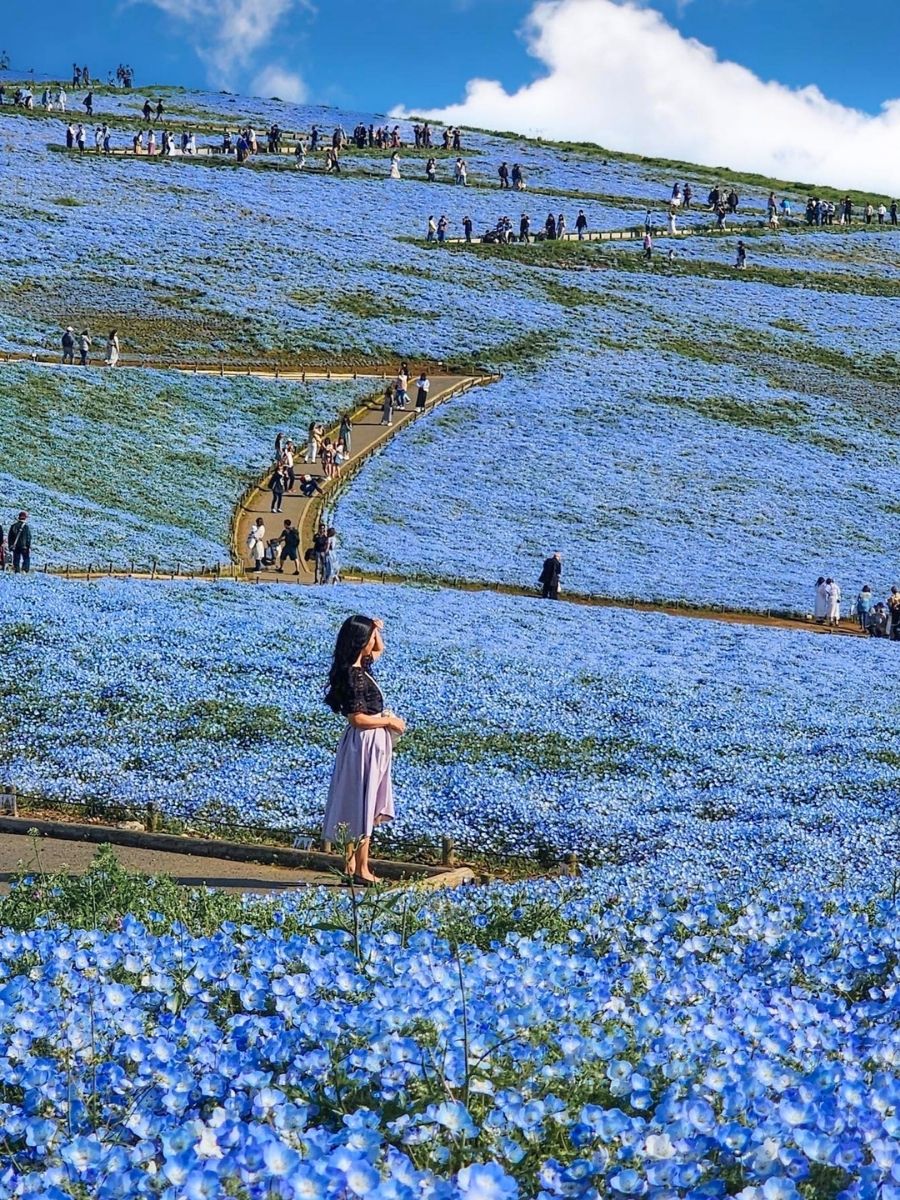 Your Picture Between the Nemophila Baby Blue Eyes Now in Full Bloom at Hitachi Seaside Park Japan