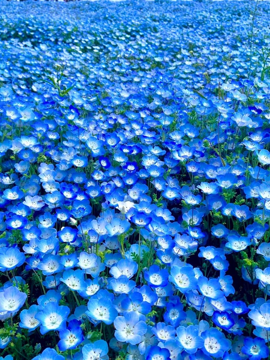 Sky Blue Nemophila in Ibaraki Japan