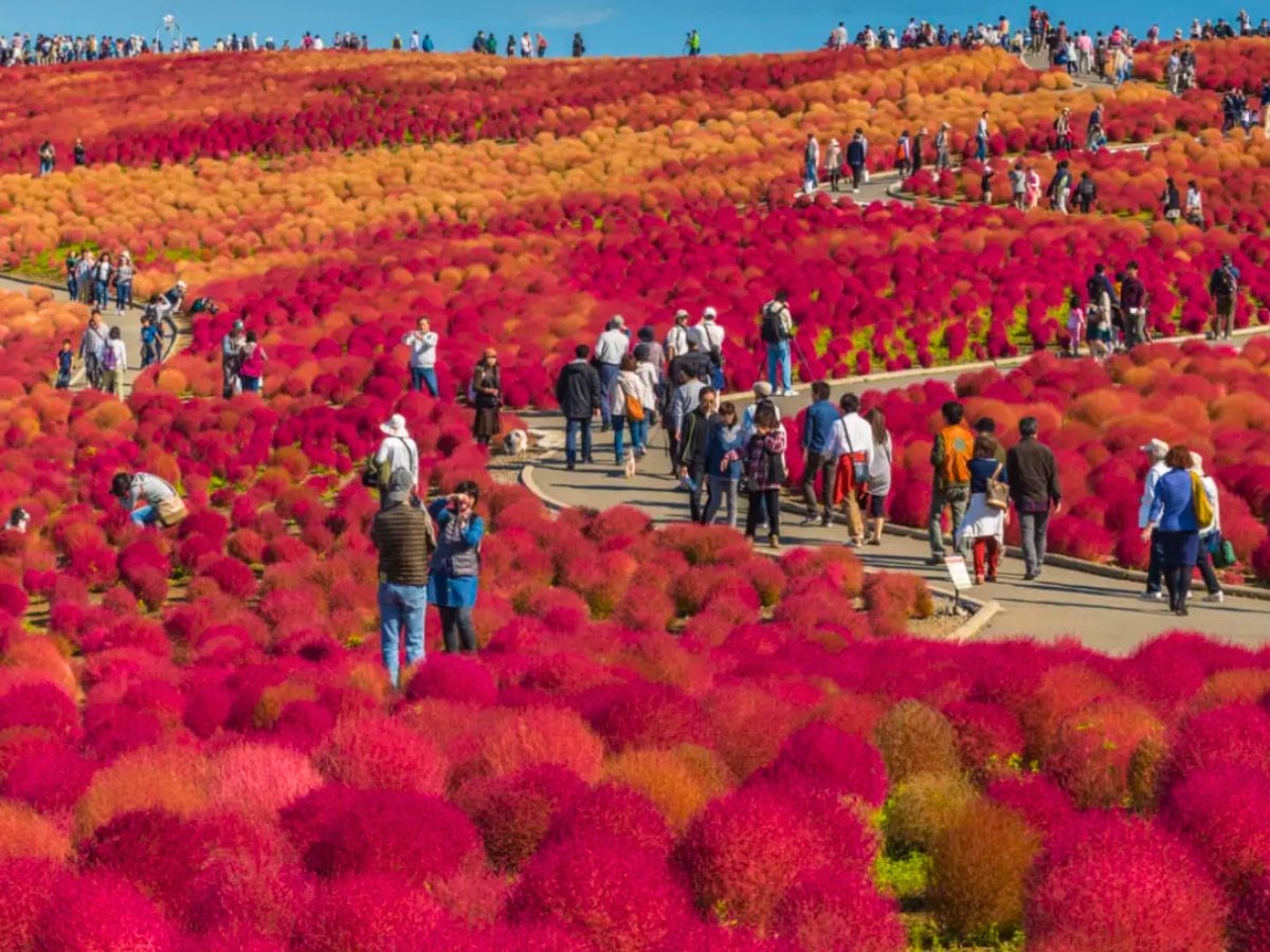 Autumn Mood at Hitachi Seaside Park 