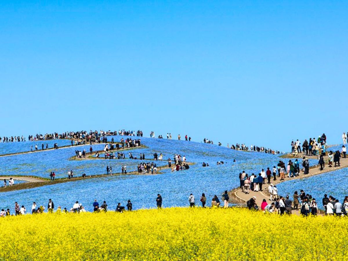 Canola Flowers Add a Pop of Yellow to Hitachi Seaside Park