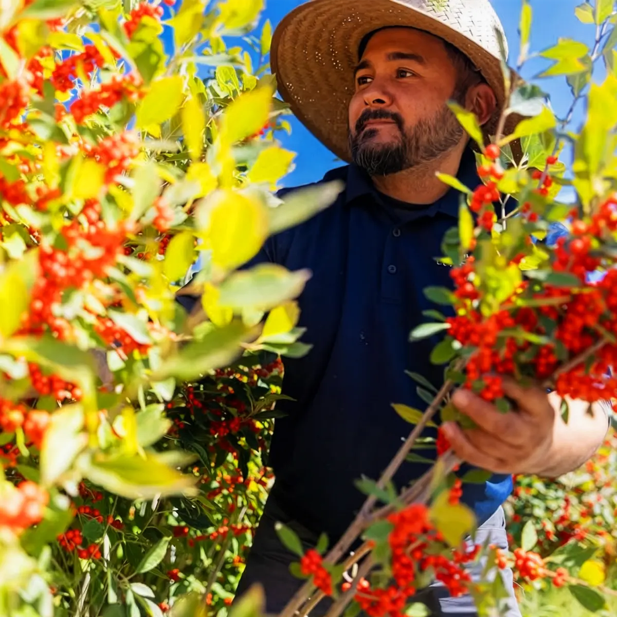 Improving Sustainable Wild Foliage Harvesting