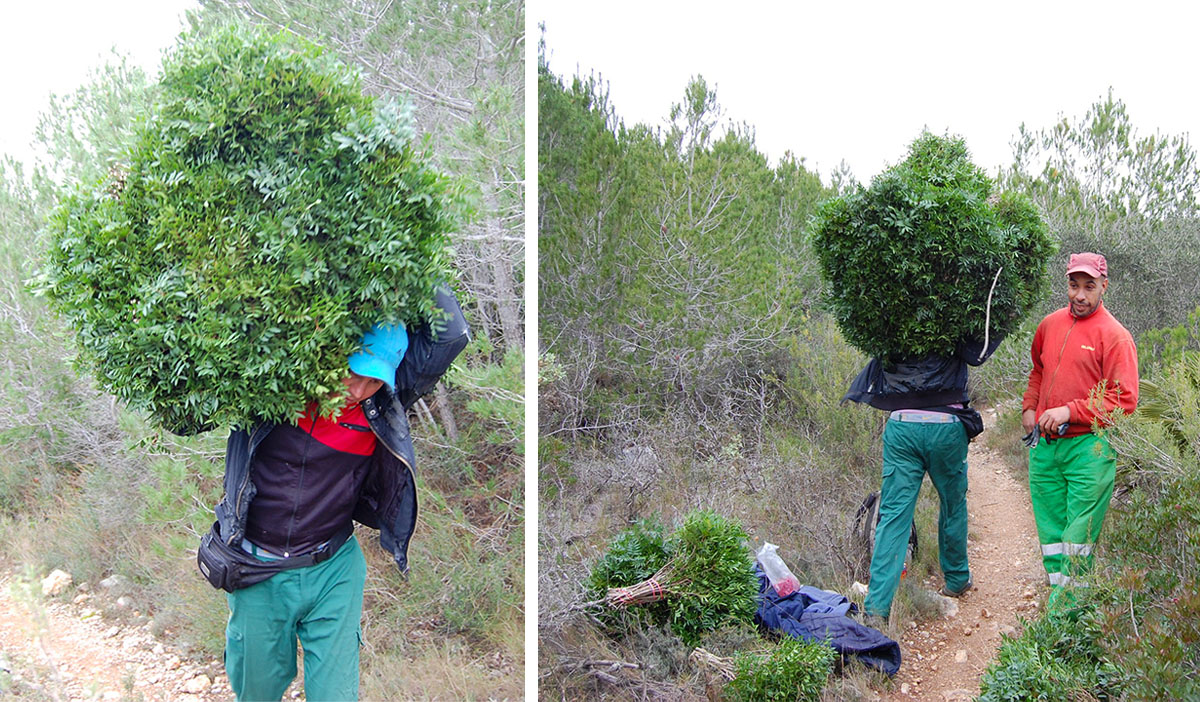 Pistacia Harvest Adomex