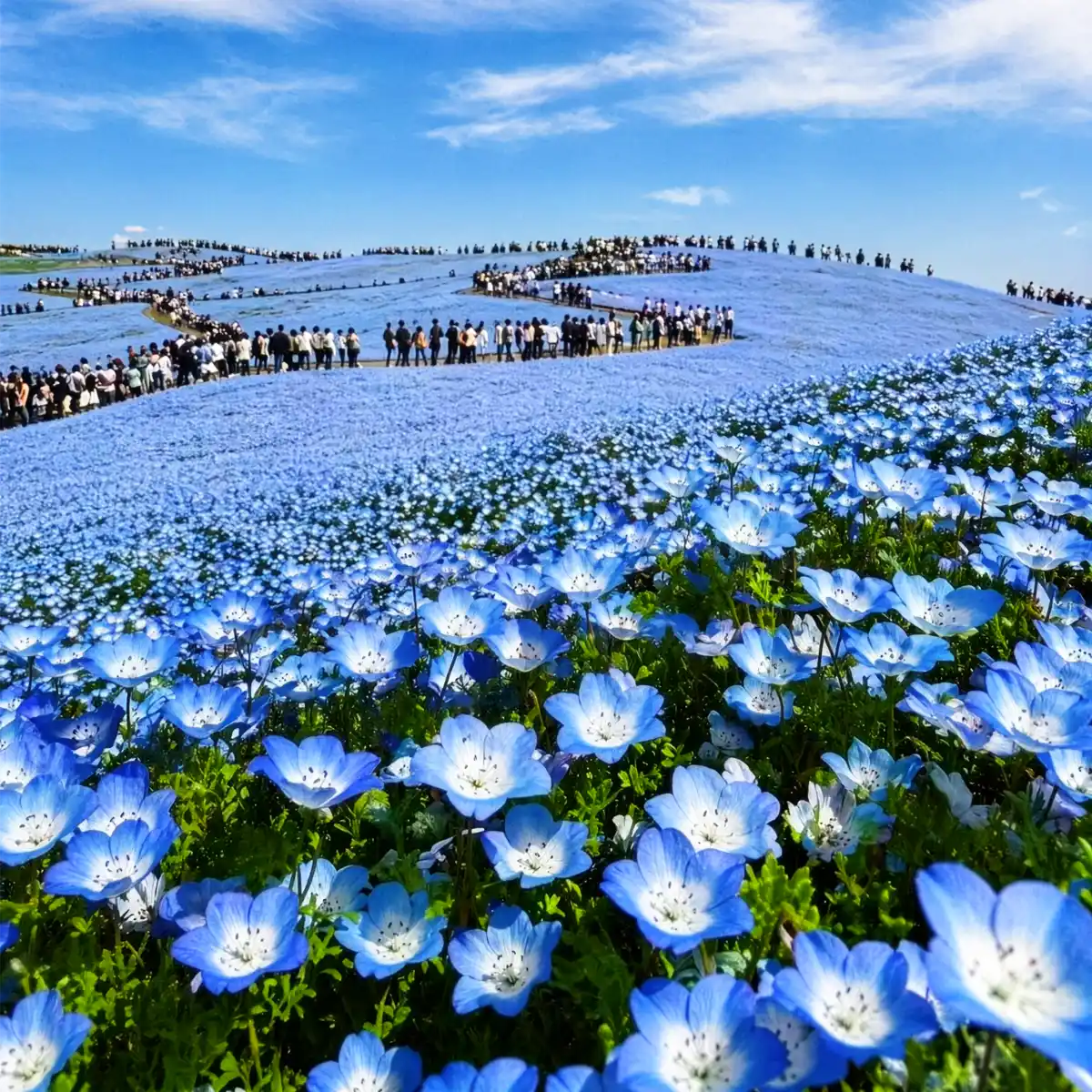 Nemophila Baby Blue Eyes at Hitachi Seaside Park Japan