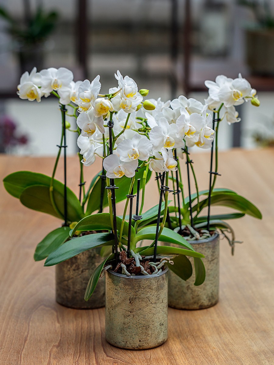 Who Are the Leading Phalaenopsis Breeders Globally?