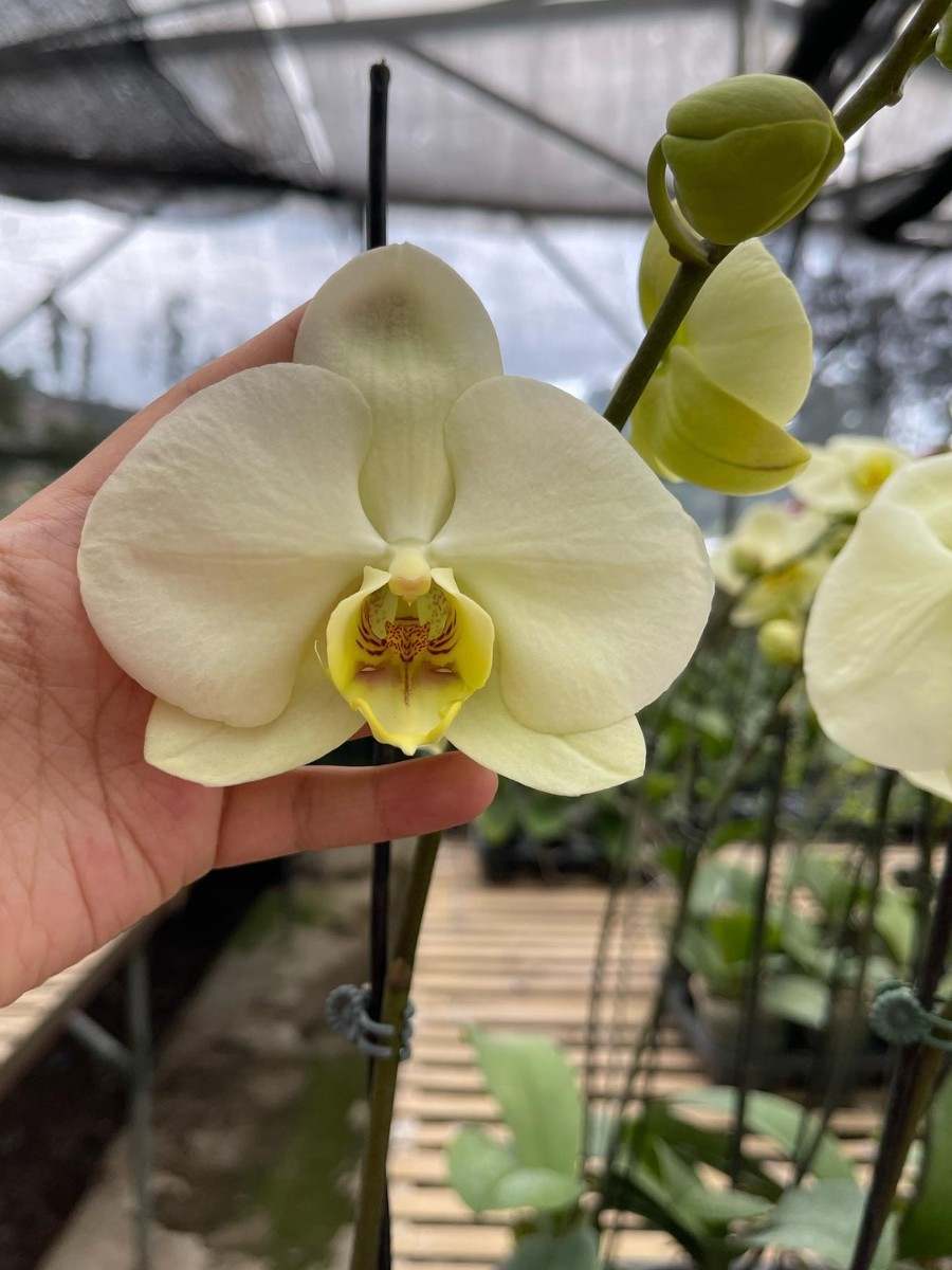 The Leading Phalaenopsis Breeders Across the World