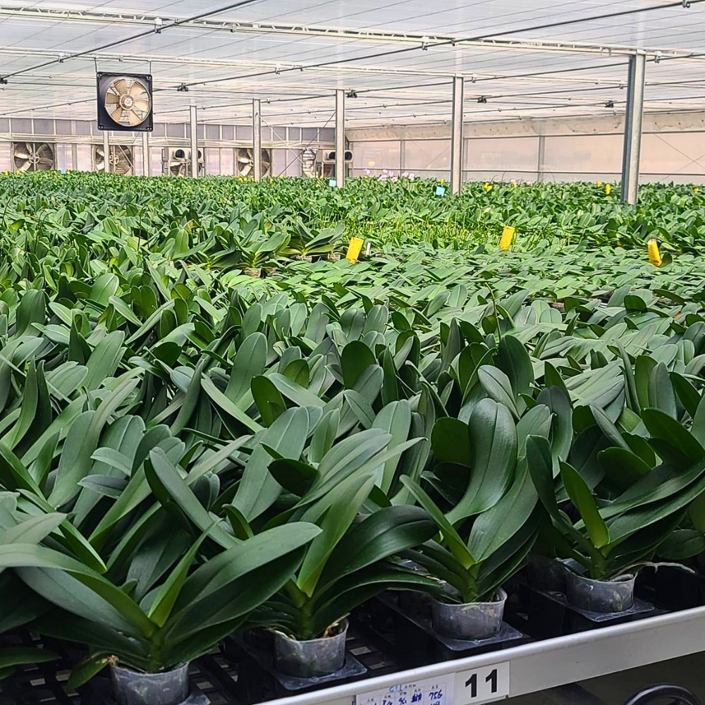 Leading Phalaenopsis Breeders Globally