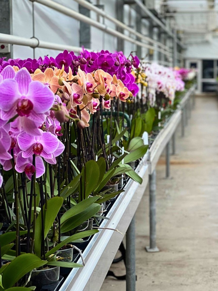 Leading Phalaenopsis Breeders