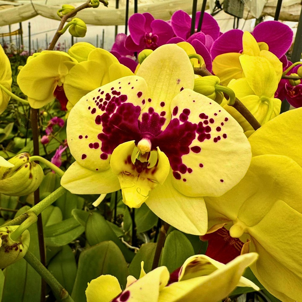 Who Are the Leading Phalaenopsis Breeders Globally