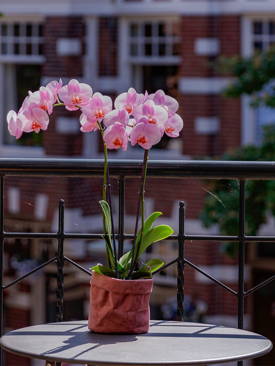 Who Are the Leading Phalaenopsis Breeders Globally?