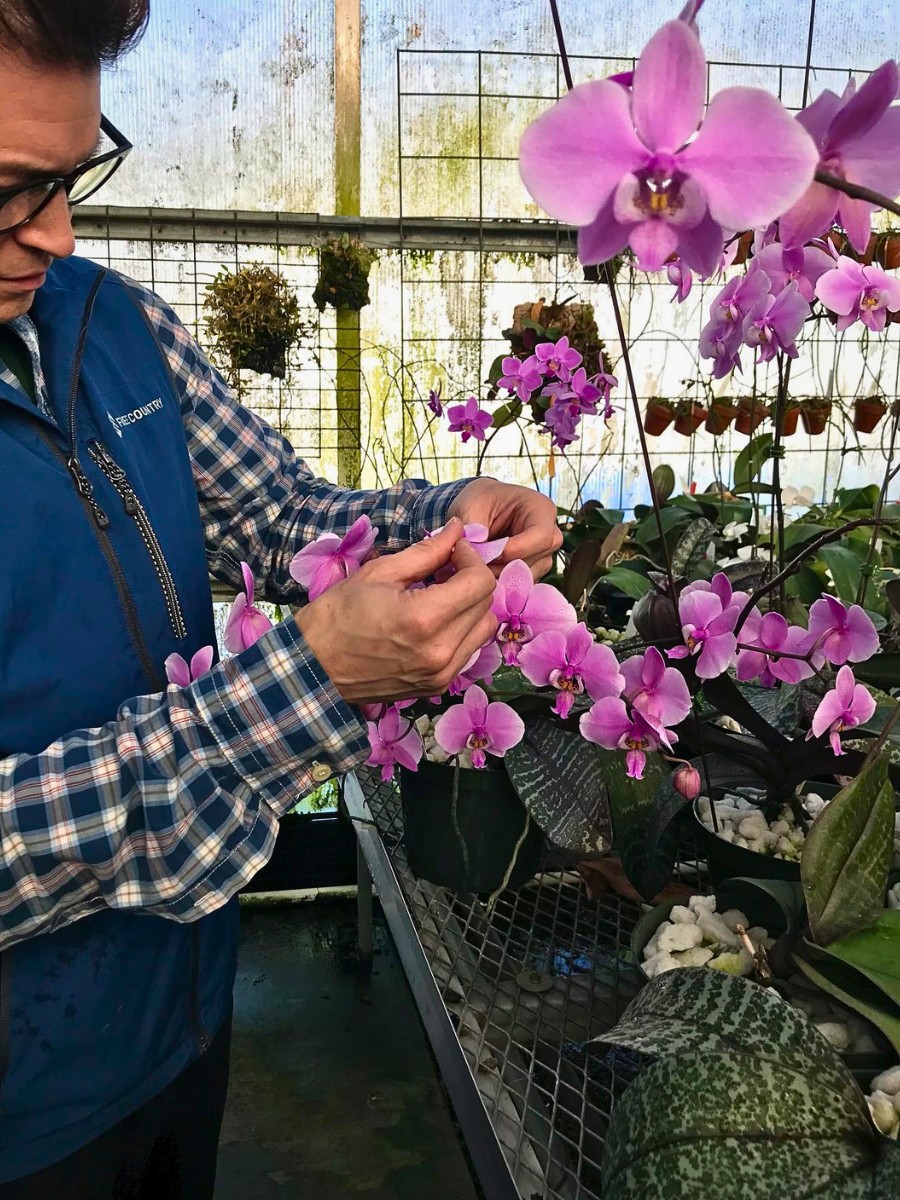 Who Are the Leading Phalaenopsis Breeders Globally?
