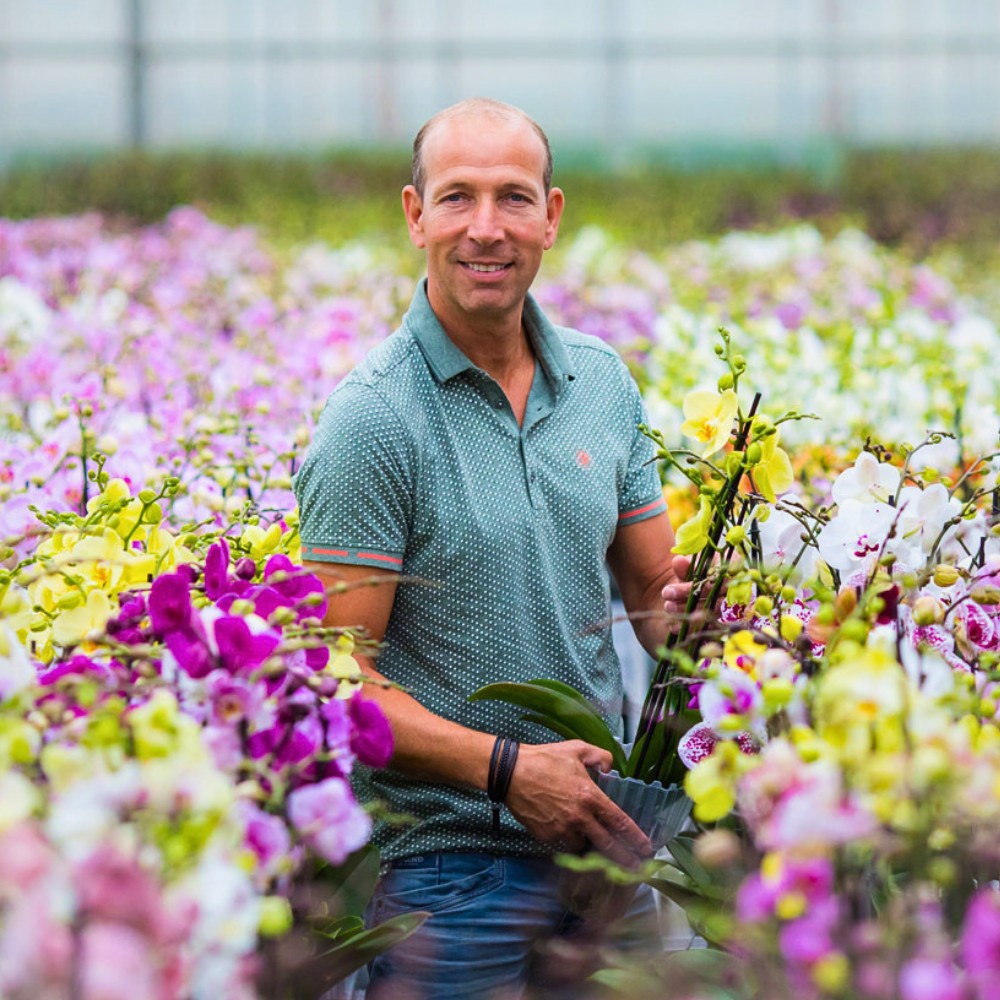 Do You Know Who Are the Leading Phalaenopsis Breeders Globally? Here&rsquo;s a Look at Some of Them.