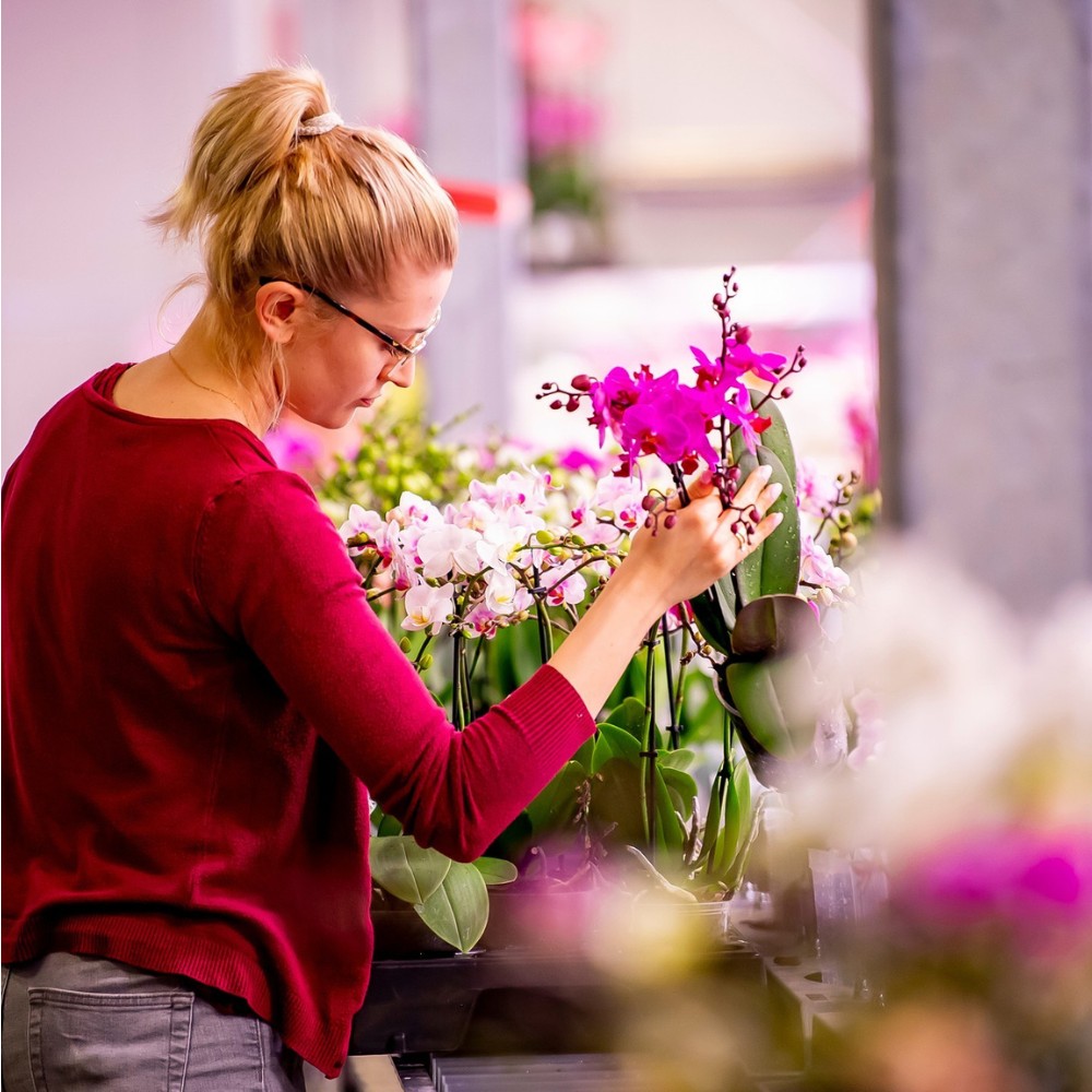 The Leading Phalaenopsis Breeders Across the World