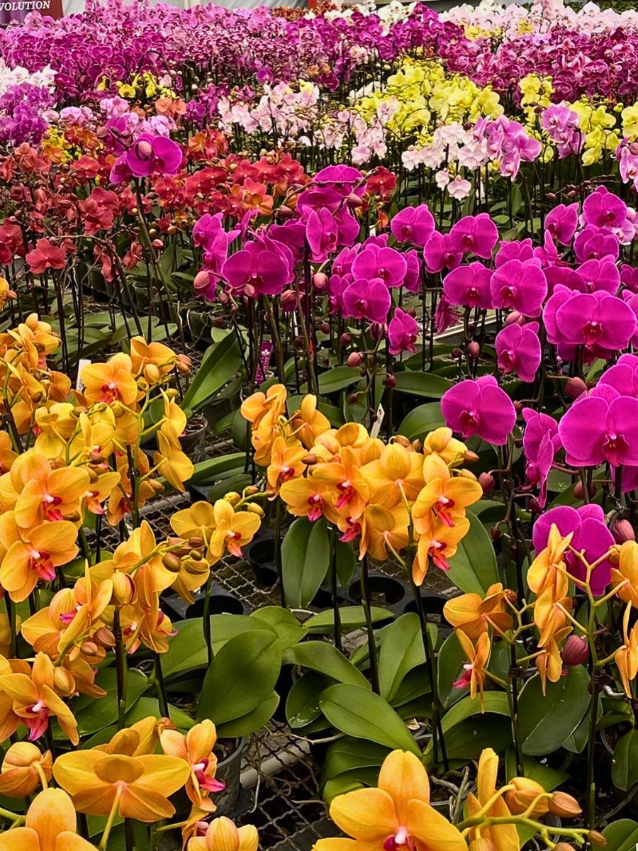 Who Are the Leading Phalaenopsis Breeders Globally?