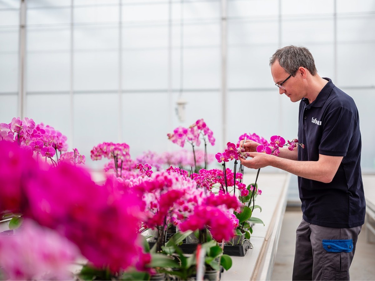 Do You Know Who Are the Leading Phalaenopsis Breeders Globally? Here&rsquo;s a Look at Some of Them.