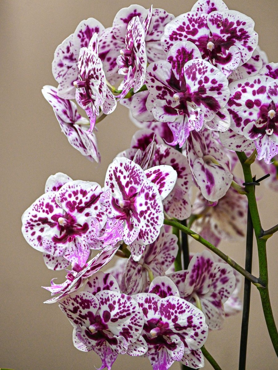 Do You Know Who Are the Leading Phalaenopsis Breeders Globally? Here&rsquo;s a Look at Some of Them.