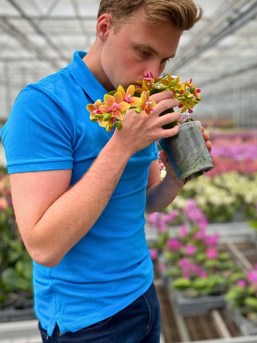 Who Are the Leading Phalaenopsis Breeders Globally?