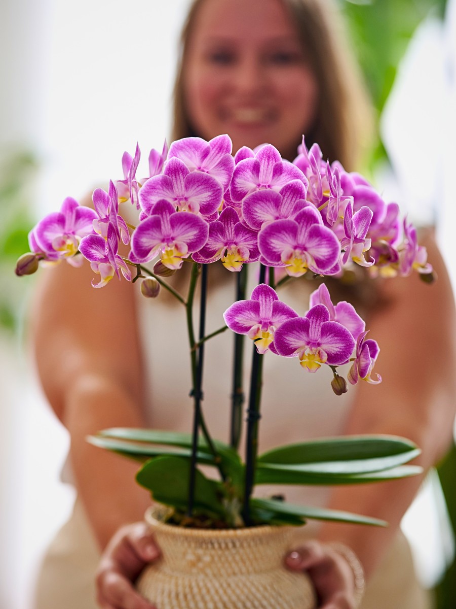 Do You Know Who Are the Leading Phalaenopsis Breeders Globally? Here&rsquo;s a Look at Some of Them.