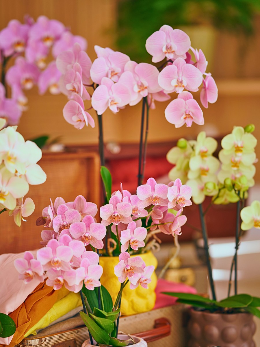 Do You Know Who Are the Leading Phalaenopsis Breeders Globally? Here&rsquo;s a Look at Some of Them.
