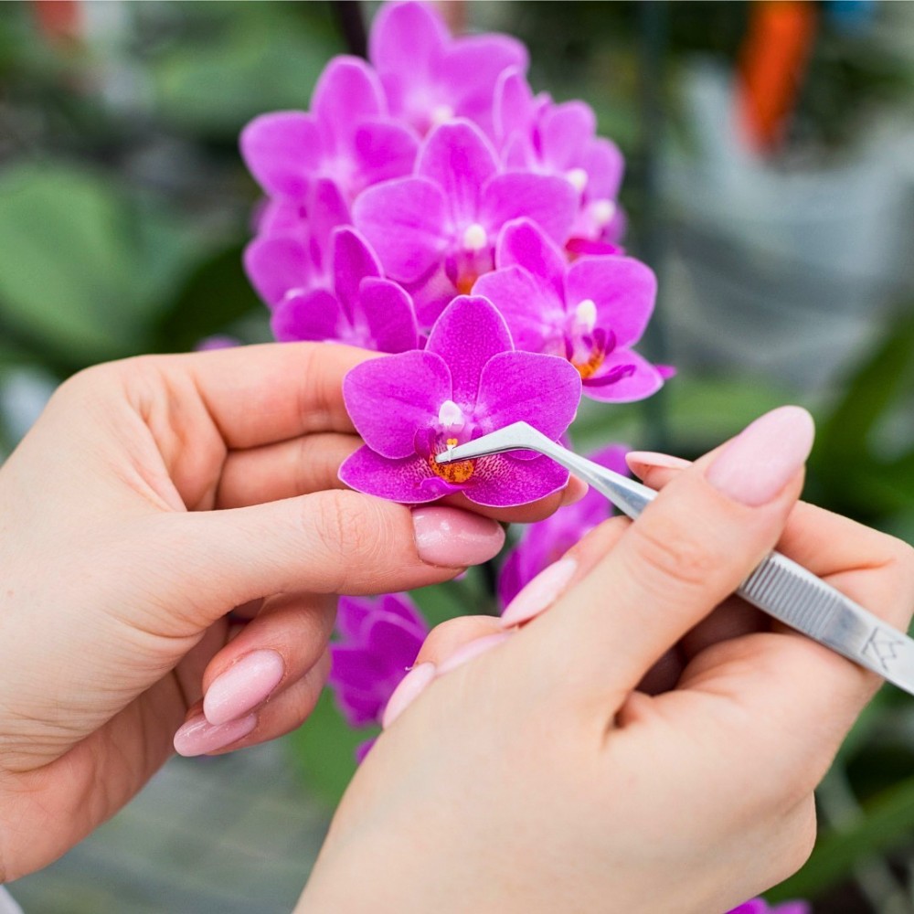 Do You Know Who Are the Leading Phalaenopsis Breeders Globally? Here&rsquo;s a Look at Some of Them.
