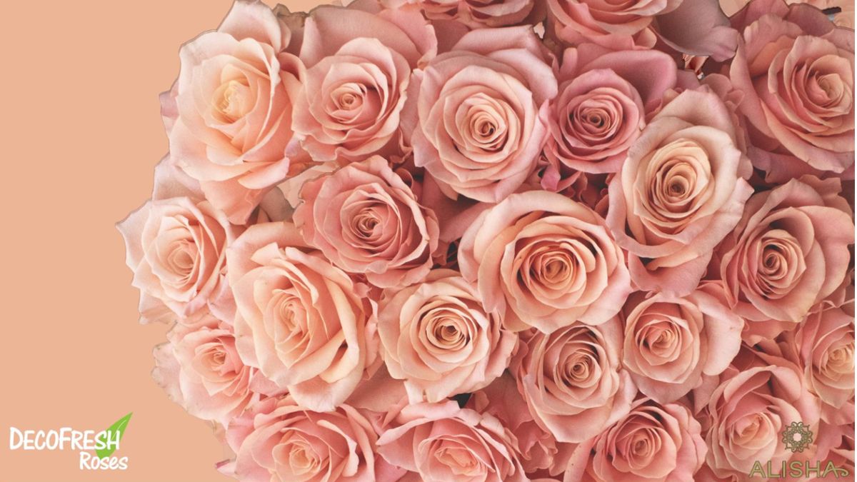 Rose Miss Jackie from Decofresh Roses