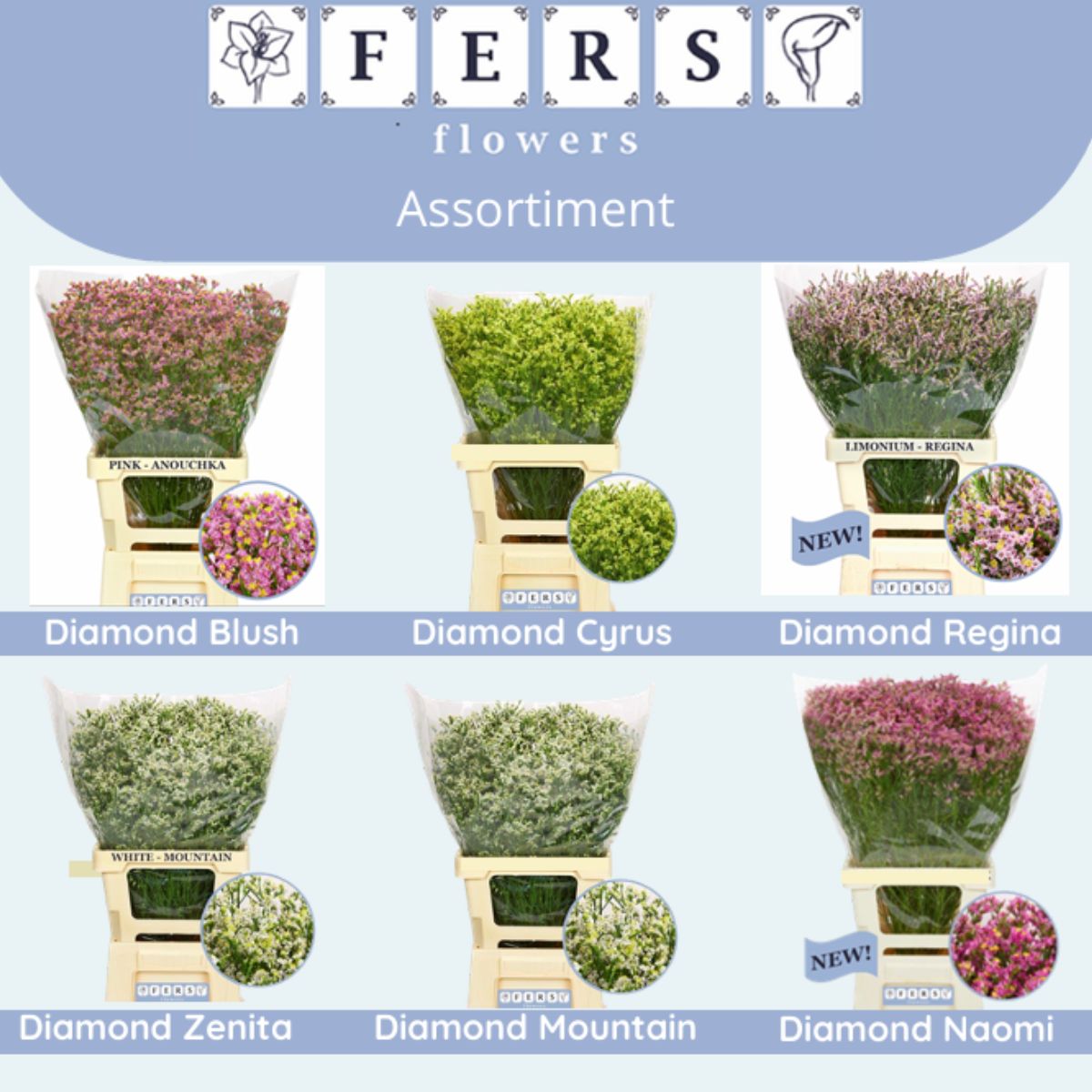 Limonium by Fers Flowers