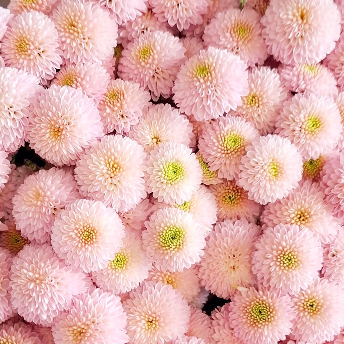 Santini Lawson by floritecbreeding