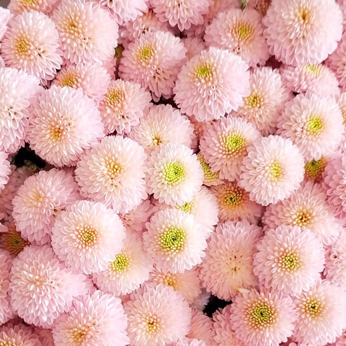 Santini Lawson by floritecbreeding