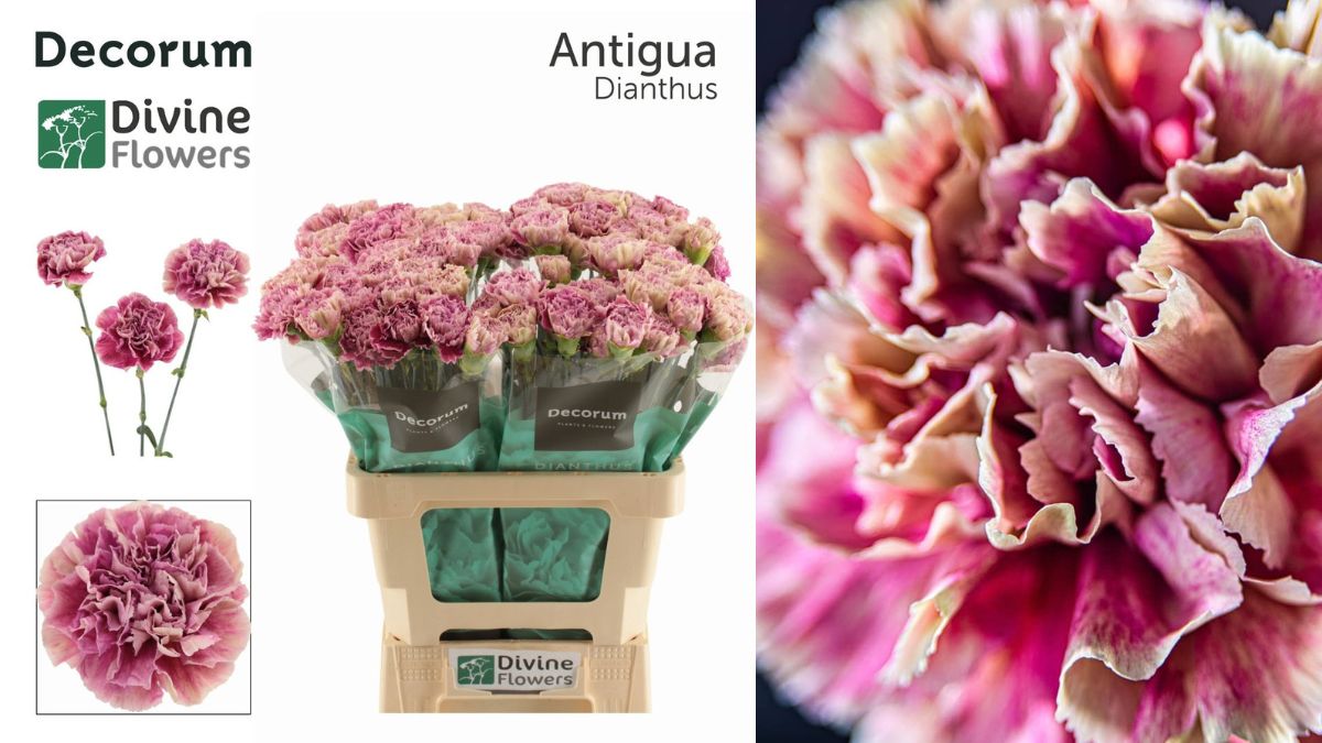 Dianthus Antigua by Divine Flower in Decorum