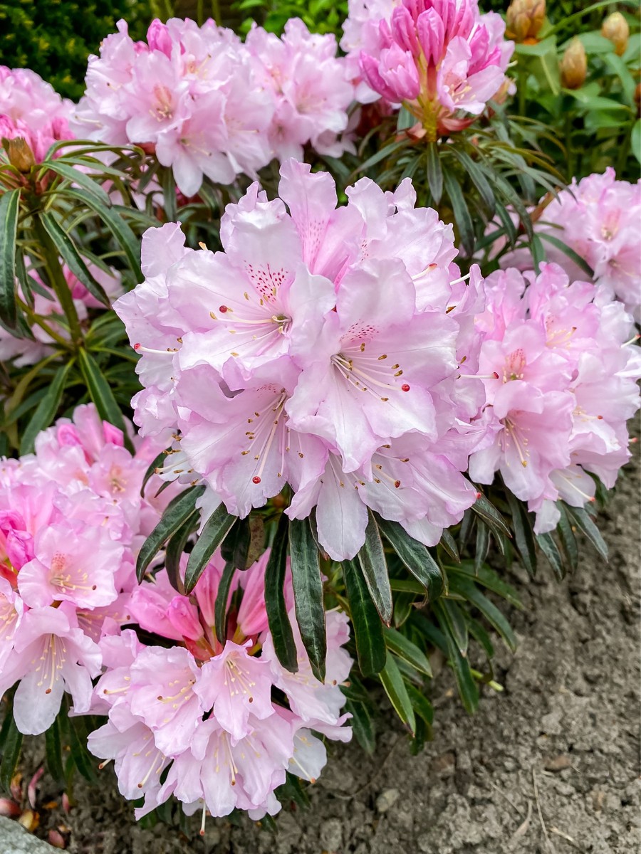 Michael &lsquo;Mr Plant Geek&rsquo; Perry on the Rhododendron Grazeasy From a Rootstock Named Inkarho Developed by the German Team at Heinje.