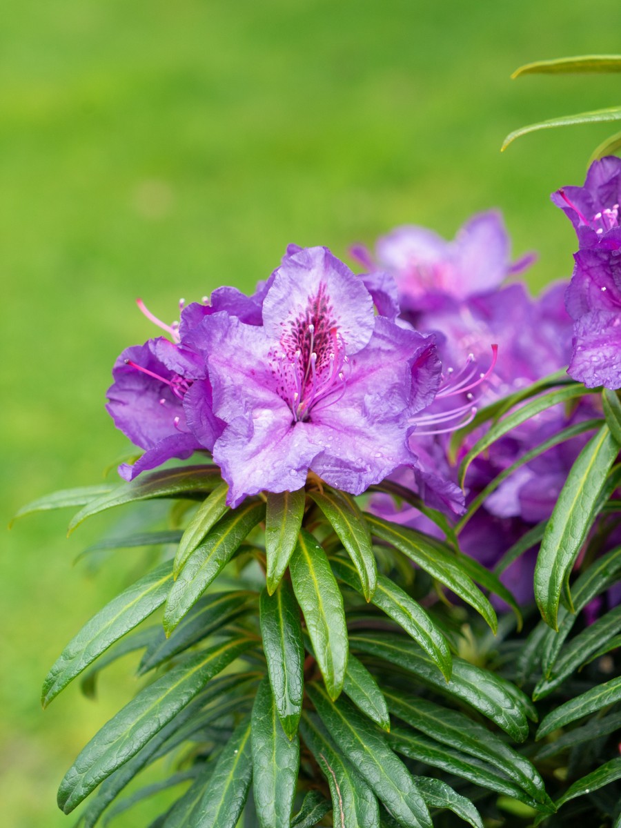 Michael &lsquo;Mr. Plant Geek&rsquo; Perry on the Rhododendron Grazeasy From a Rootstock Named Inkarho Developed by the German Team at Heinje.